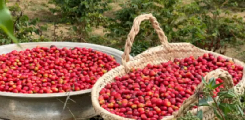 زراعة البن في عسير تشهد نمواً ملحوظاً وتجاوز الإنتاج 82 ألف كيلو