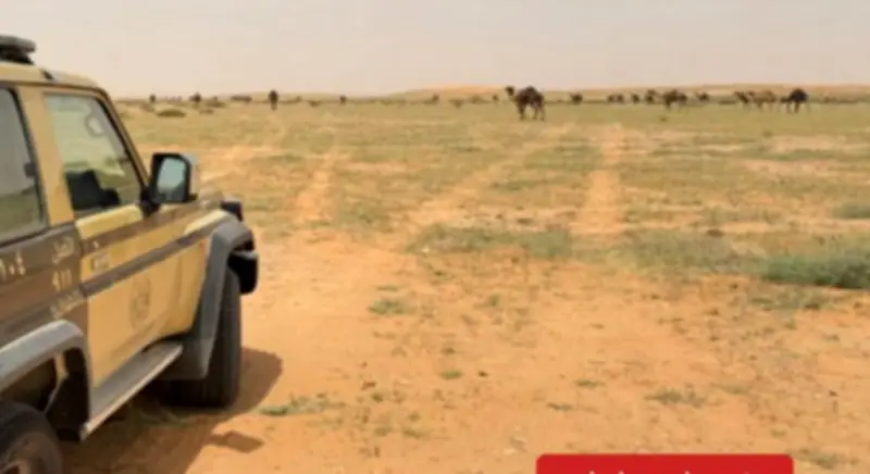 القوات الخاصة للأمن البيئي تضبط مواطنًا لرعي 88 من الإبل في محمية الملك عبدالعزيز الملكية