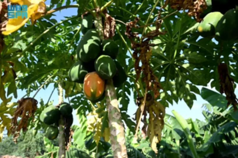 وزير التعليم يعلن إطلاق برنامج جديد لتحسين جودة التعليم في المدارس الحكومية