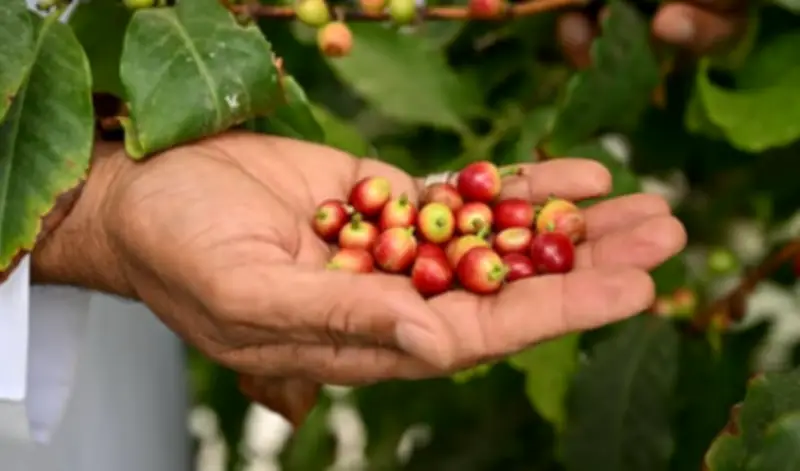 نجران تتصدر مشهد زراعة البن: محرك اقتصادي يعزز الأمن الغذائي والتراث المحلي