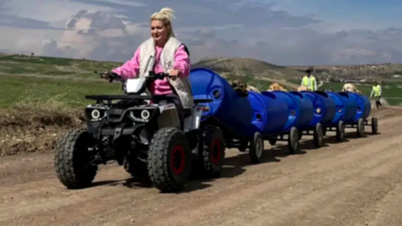 فضيحة تهز جمعية رعاية حيوانات في تركيا: من ملجأ الكلاب إلى المحكمة