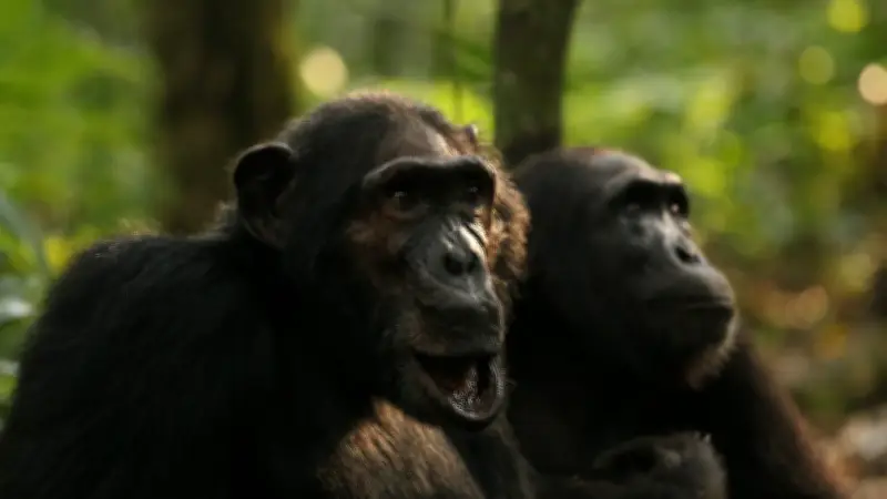 حرب أهلية نادرة بين قردة الشمبانزي في أوغندا: دراسة تكشف عن استقطاب واغتيالات سياسية في مجتمع 'نغوغو'