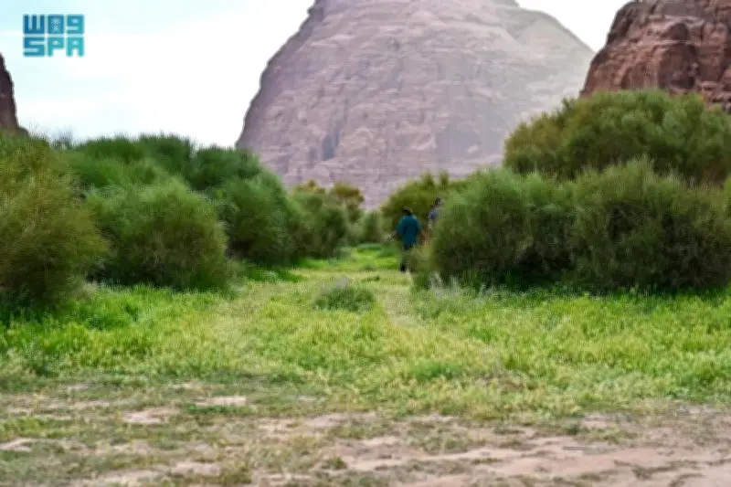 حقل تكتسي بالخضرة بعد الأمطار وتجذب المتنزهين