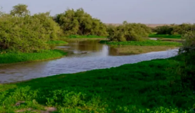 رفحاء تكتسي بحلة ربيعية زاهية وتحول الصحراء إلى لوحة طبيعية