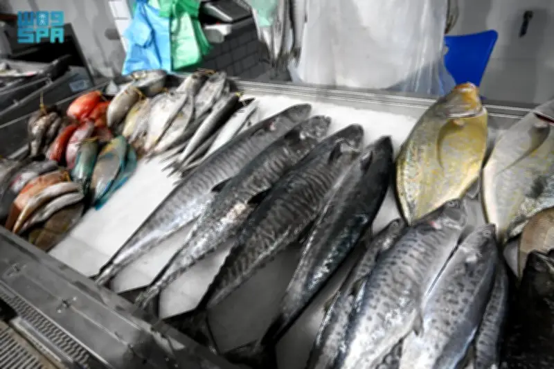 موسم الكنة في جازان: وفرة الأسماك وانتعاش الأسواق المحلية