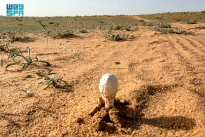 إقبال واسع على البحث عن فطر العرجون في براري القصيم مع الأمطار