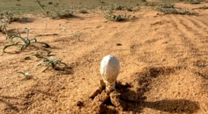 إقبال واسع على البحث عن العرجون في براري القصيم بعد الأمطار