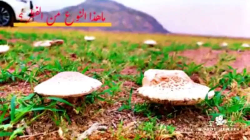 المركز الوطني يحذر من فطر "المظل" السام في براري الرس
