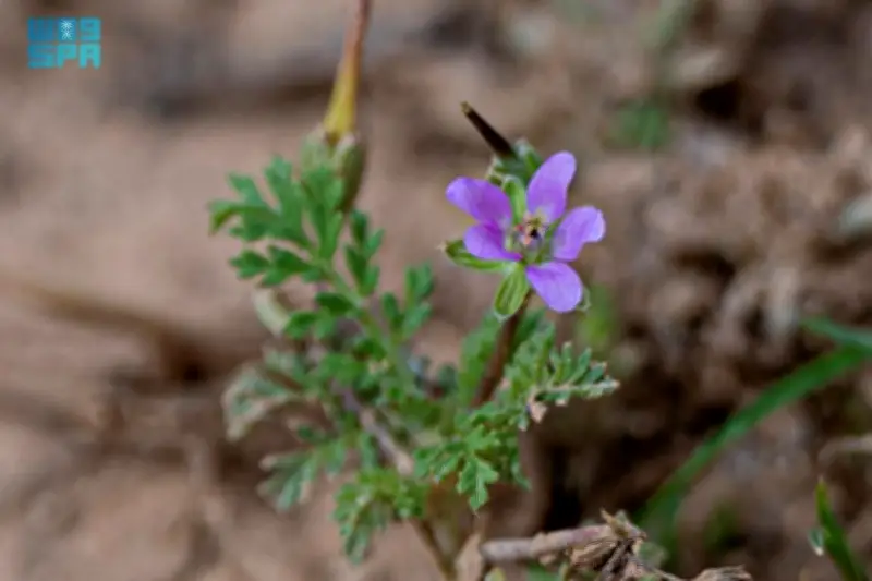 مشهد طبيعي نادر: أمطار السعودية تُعيد إحياء الصحراء وتُزهر نبات البختري في المناطق الشمالية