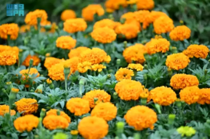 جازان: أرض العطور الطبيعية والاقتصاد الأخضر الواعد في المملكة العربية السعودية