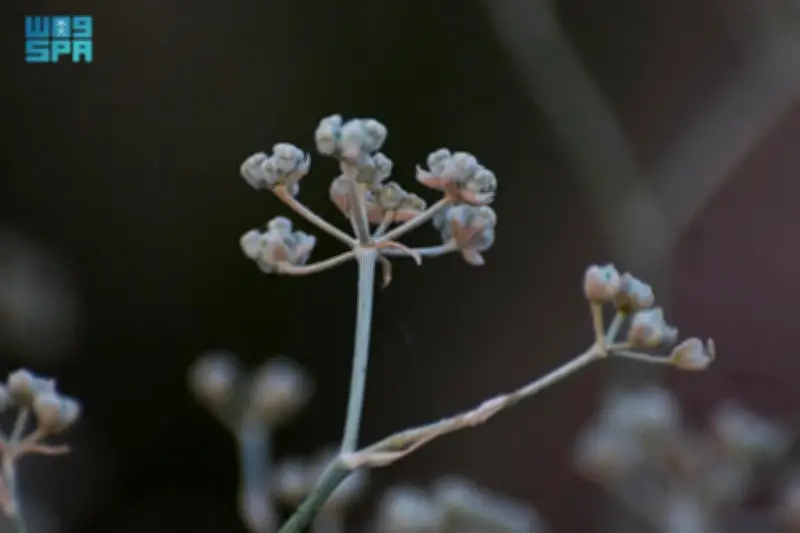 ازدهار نبات القرضي في الحدود الشمالية يعكس تحسن الغطاء النباتي والصحراوي بعد أمطار الربيع