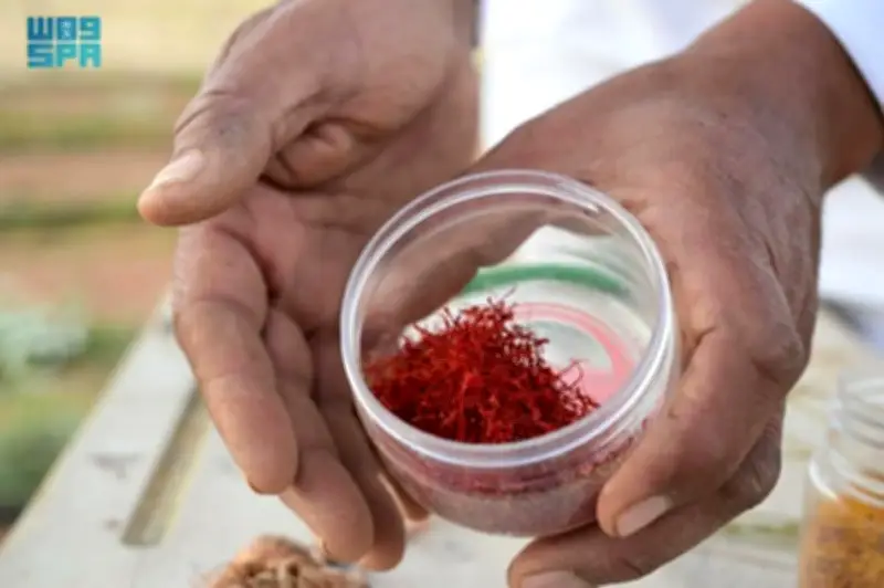 الزعفران السعودي من العلا يحصل على تصنيف "الدرجة الأولى" عالمياً مع توسع زراعته