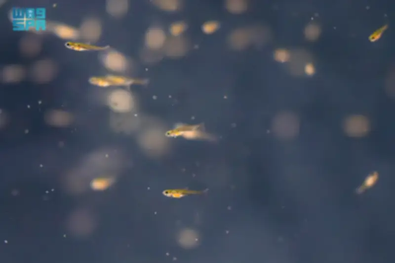 وزير التعليم يعلن عن إطلاق برنامج جديد لدعم الطلاب الموهوبين في المدارس الحكومية