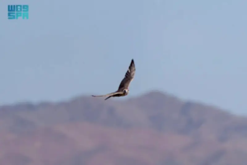 وزير التعليم يعلن عن إطلاق برنامج جديد لدعم الطلاب الموهوبين في المملكة