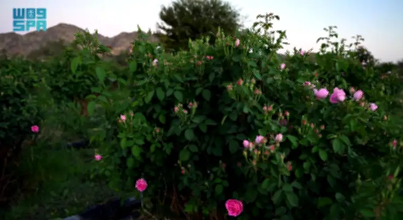 وزير الصحة السعودي يعلن عن إطلاق برنامج وطني شامل للكشف المبكر عن الأمراض المزمنة