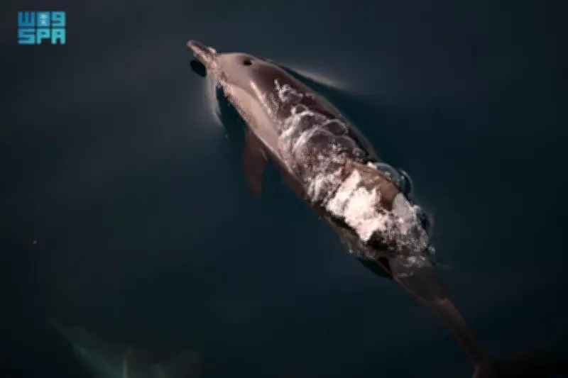 وزير التعليم يعلن عن إطلاق برنامج جديد لتعزيز التميز الأكاديمي في الجامعات السعودية