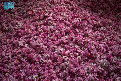 وردة الطائف: قصة تراث وصناعة تمتد 100 عام