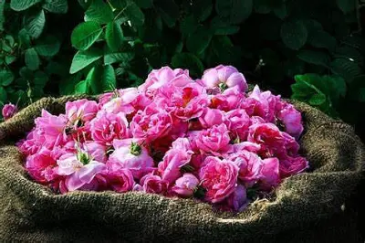 اختتام ملتقى الورد والنباتات العطرية في الطائف بمشاركة 100 عارض