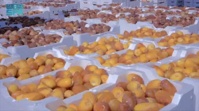 صادرات التمور السعودية ترتفع 14.3% إلى 1.938 مليار ريال في 2025