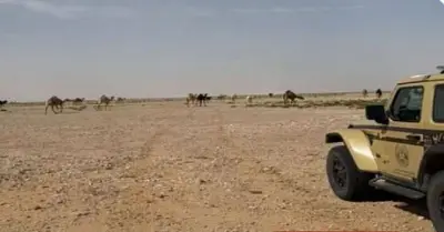 ضبط مواطن لرعي 25 متن إبل في محمية الإمام عبدالعزيز