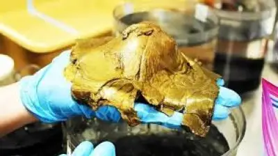 بعد 3 سنوات.. حل لغز البيضة الذهبية في أعماق المحيط