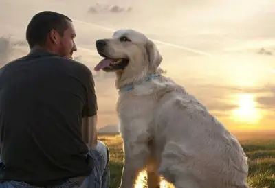 دراسة: أدمغة الكلاب تقلصت 32% مقارنة بالذئاب منذ 5 آلاف عام