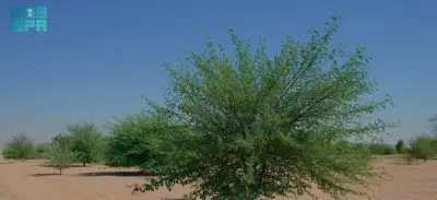 السعودية تعيد تأهيل 614 ألف هكتار وتتجاوز 60% من الهدف الوطني للغطاء النباتي