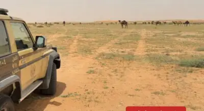 القوات الخاصة للأمن البيئي تضبط مواطنًا لرعي 88 من الإبل في محمية الملك عبدالعزيز الملكية