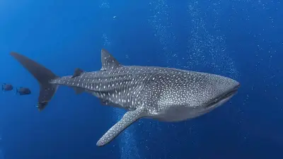 لحظة درامية تحت الماء: قرش حوتي يظهر فجأة خلال جلسة تصوير في الفلبين