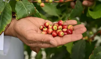نجران تتصدر مشهد زراعة البن: محرك اقتصادي يعزز الأمن الغذائي والتراث المحلي