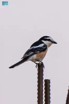 توثيق ظهور طائر الصرد المقنّع في الحدود الشمالية للمملكة