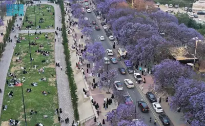 أبها تشهد ذروة إزهار الجاكرندا وتحول الشوارع إلى لوحات بنفسجية