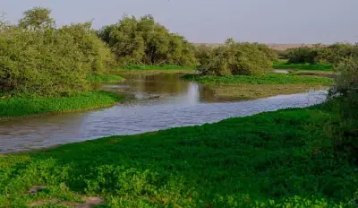 رفحاء تكتسي بحلة ربيعية زاهية وتحول الصحراء إلى لوحة طبيعية