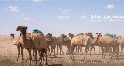 آلية جديدة لإصدار تصاريح الرعي بمحمية الملك عبد العزيز الملكية