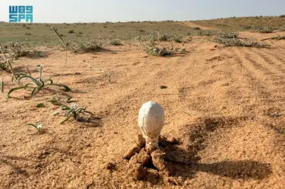 إقبال واسع على البحث عن فطر العرجون في براري القصيم مع الأمطار