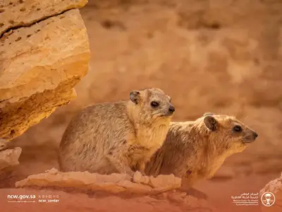 تكاثر الوبر الصخري في محمية الوعول يعكس نجاح جهود الحماية