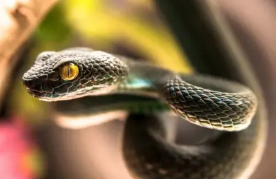 وفاة سائح ألماني في الغردقة بعد لدغة أفعى كوبرا خلال عرض ترفيهي