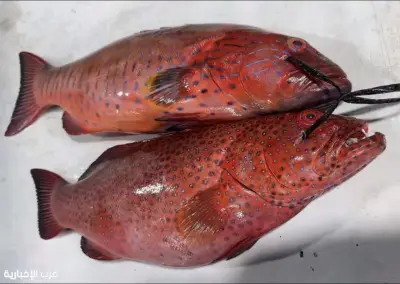 مكة تطلق حملة صارمة لحماية أسماك البحر الأحمر خلال موسم التكاثر