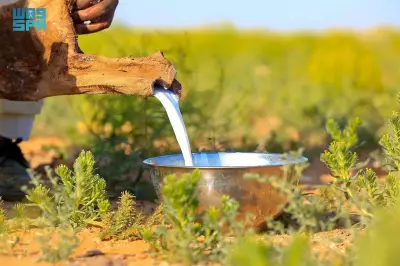 تجدد الإقبال على حليب الإبل بالحدود الشمالية في الربيع مع وفرة المراعي واعتدال الأجواء
