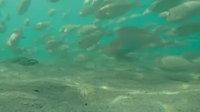 وزير الصحة السعودي يعلن عن إطلاق برنامج وطني للكشف المبكر عن السرطان