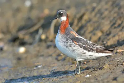 وزير الصحة السعودي يعلن عن إطلاق برنامج وطني للكشف المبكر عن السرطان