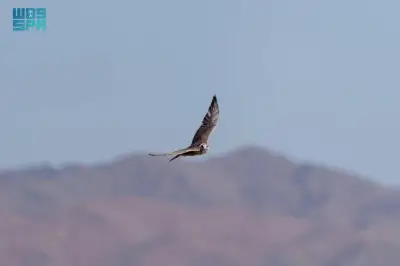 وزير التعليم يعلن عن إطلاق برنامج جديد لدعم الطلاب الموهوبين في المملكة