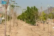 كدانة تزرع 40 ألف شجرة في المشاعر المقدسة لدعم الاستدامة