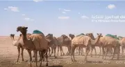 آلية جديدة لإصدار تصاريح الرعي بمحمية الملك عبد العزيز الملكية
