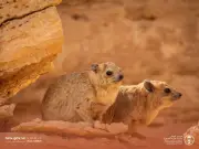 تكاثر الوبر الصخري في محمية الوعول يعكس نجاح جهود الحماية