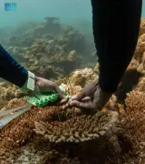 البحث البيولوجي يحول الشعاب المرجانية في البحر الأحمر إلى منجم واعد للأدوية الحديثة