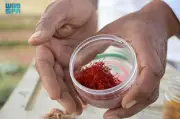 الزعفران السعودي من العلا يحصل على تصنيف 