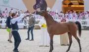 انطلاق بطولة القصيم لجمال الخيل العربية الأصيلة برعاية أمير المنطقة