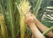 وزير الصحة السعودي يعلن عن إطلاق برنامج وطني للكشف المبكر عن السرطان