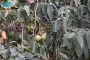 وزير الصحة السعودي يعلن عن إطلاق برنامج وطني شامل للكشف المبكر عن الأمراض المزمنة